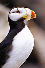 Alaska - Sea Life Center Horned Puffin Portrait