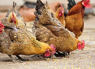 Hen