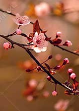 Beautiful flowering Japanese cherry