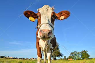 Red spotted cow grazing on the field with green grass. Farm animals concept. close up portrait of a cow on farm field