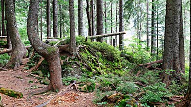 Deformed trees in the forest surrounded by rocks