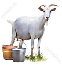 White goat with buckets full of milk.