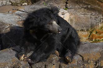 Asian Sloth Bear