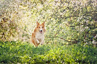 Border collie dog running in spring