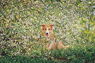 Border collie dog portrait in spring