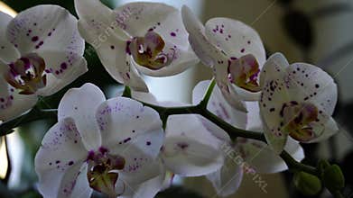 Delicate flower buds of white to pink speckled orchids. Orchids Macro. Beautiful flower close up. White and pink