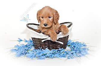Pretty Golden-doodle Puppy