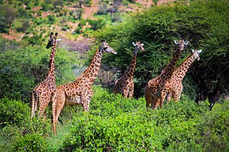 Giraffes on savanna. Safari in Tsavo West, Kenya, Africa
