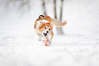 Border collie dog running to catch a toy in winter