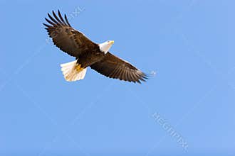 Bald eagle flying