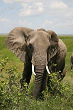 African Elephant