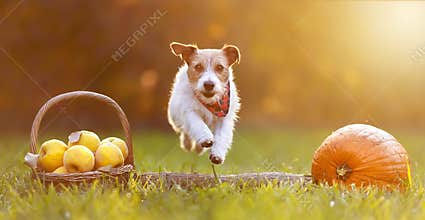 Happy pet dog jumping, running in autumn, thanksgiving day or fall banner