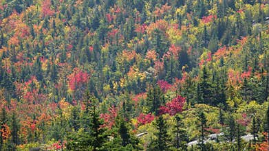 AERIAL: Orange, green and red tree canopies cover the hill on a sunny autumn day
