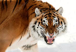 Siberian Tiger Growling