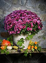 Autumn still life with autumn flowers