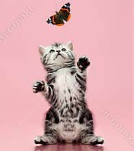 Kitten