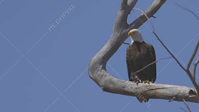 Bald Eagle Taking Flight from Branch