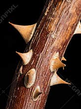 Twig of rose