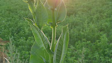 Stem of tobacco with flowers and leaves at sunset backlit