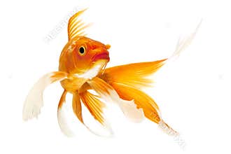 Golden Koi Fish