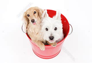 Bucket and dogs