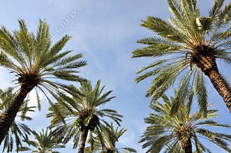 Palm Trees
