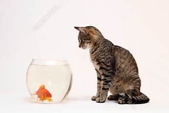 Home cat and a gold fish.