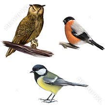 Owl, Bullfinch, and Tit