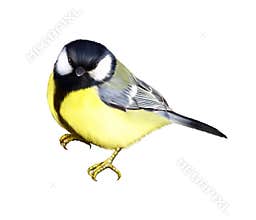 Tit. Great tit,