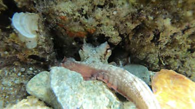 Octopus in a cave trying to grab the camera
