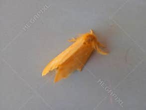 a nocturnal animal similar to a small orange butterfly