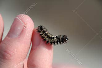 Tiny caterpillar on finger 4 - Virginia Ctenucha moth caterpillar