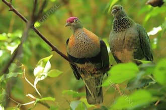 Superb fruit dove