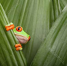 Red eyed tree frog curious animal green background