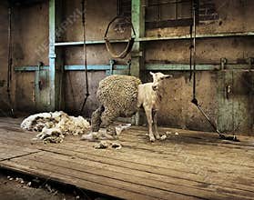 Sheep Shearing