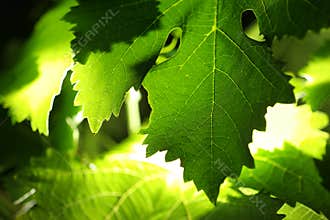 Grape leaves background