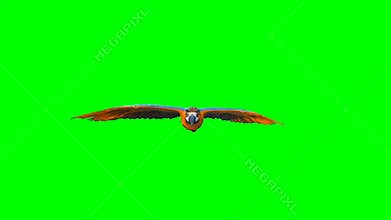 Parrot Flying on Green Screen