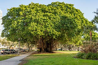 Banyan tree is a beautiful tree with the huge crown in downtown of St. Petersburg, Florida