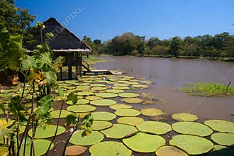 Giant lillies in the Amazonas, Colombia
