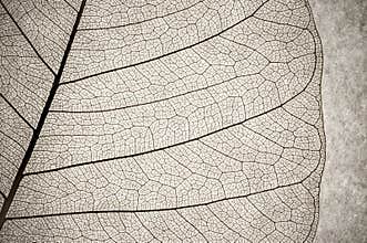 Leaf macro