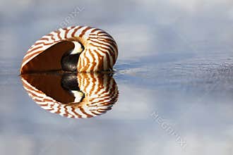 Beach Nautilus