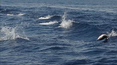 striped dolphins jumping outside the sea slow motion footage