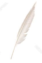 Feather