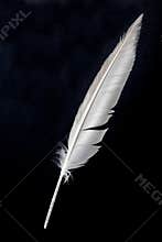 Feather
