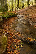 Stream and autumn forest