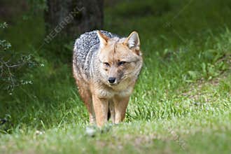 Fox - Grey Fox - in National Park Torres del Paine, Patagonia
