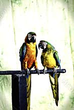 Mr and Mrs Macaw