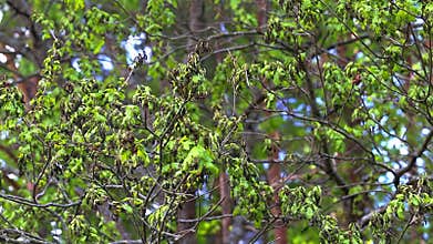 Frostbitten branches and leaves on an oak tree in the forest in spring, background