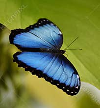 Blue Morpho Butterfly (Morpho menelaus)