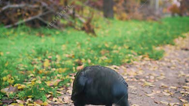 black raven takes nut from hand, bird with eyes beads grabs food and drops it, feathered friend looks into soul, wild